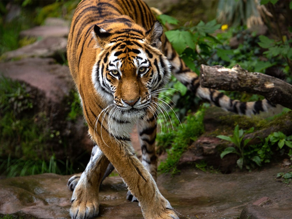 Ranthambhore National Park